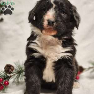 Oliver, Bernedoodle Puppy